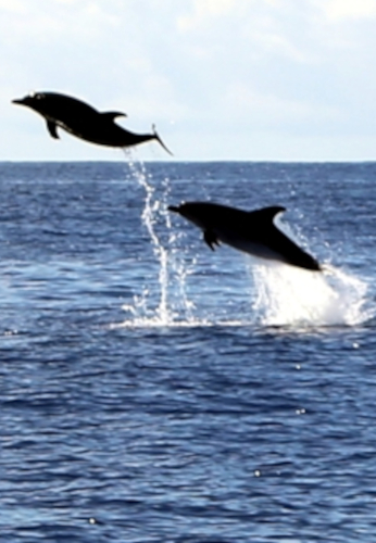 delfini%203web.jpg